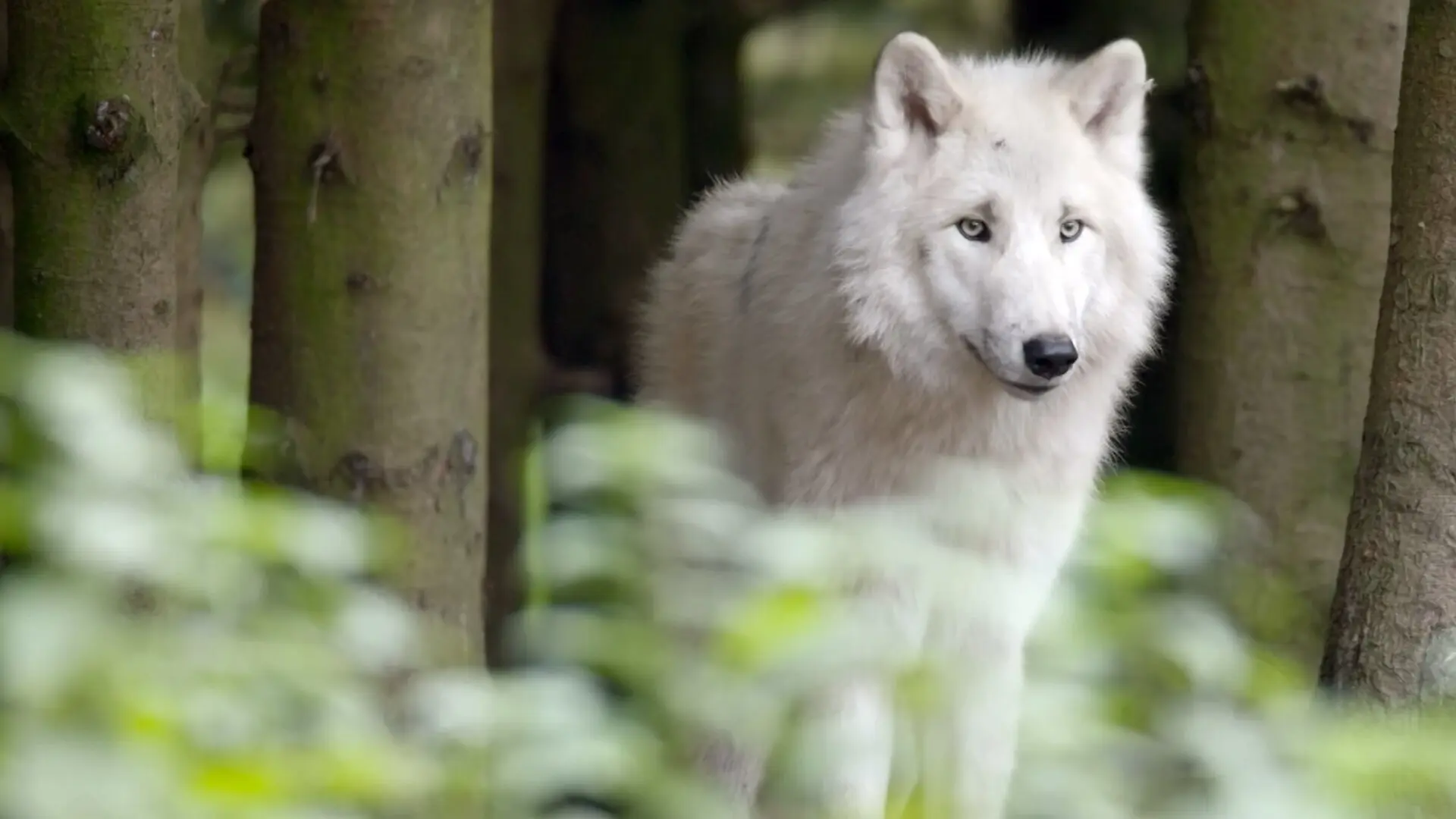 Die Sprache der Tiere