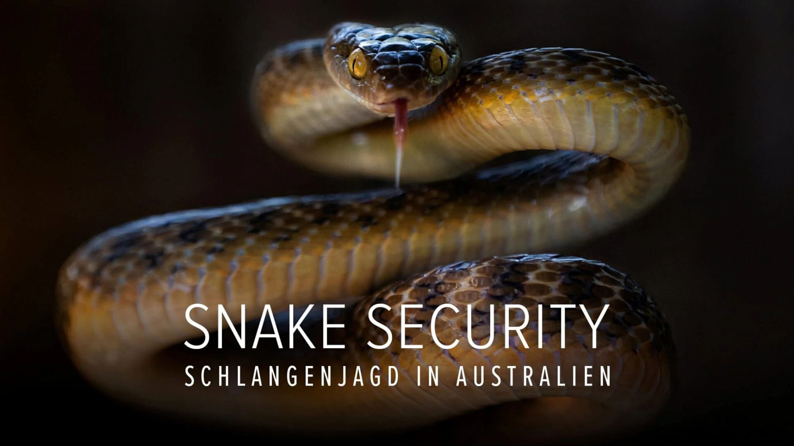 Snake Security - Schlangenjagd in Australien