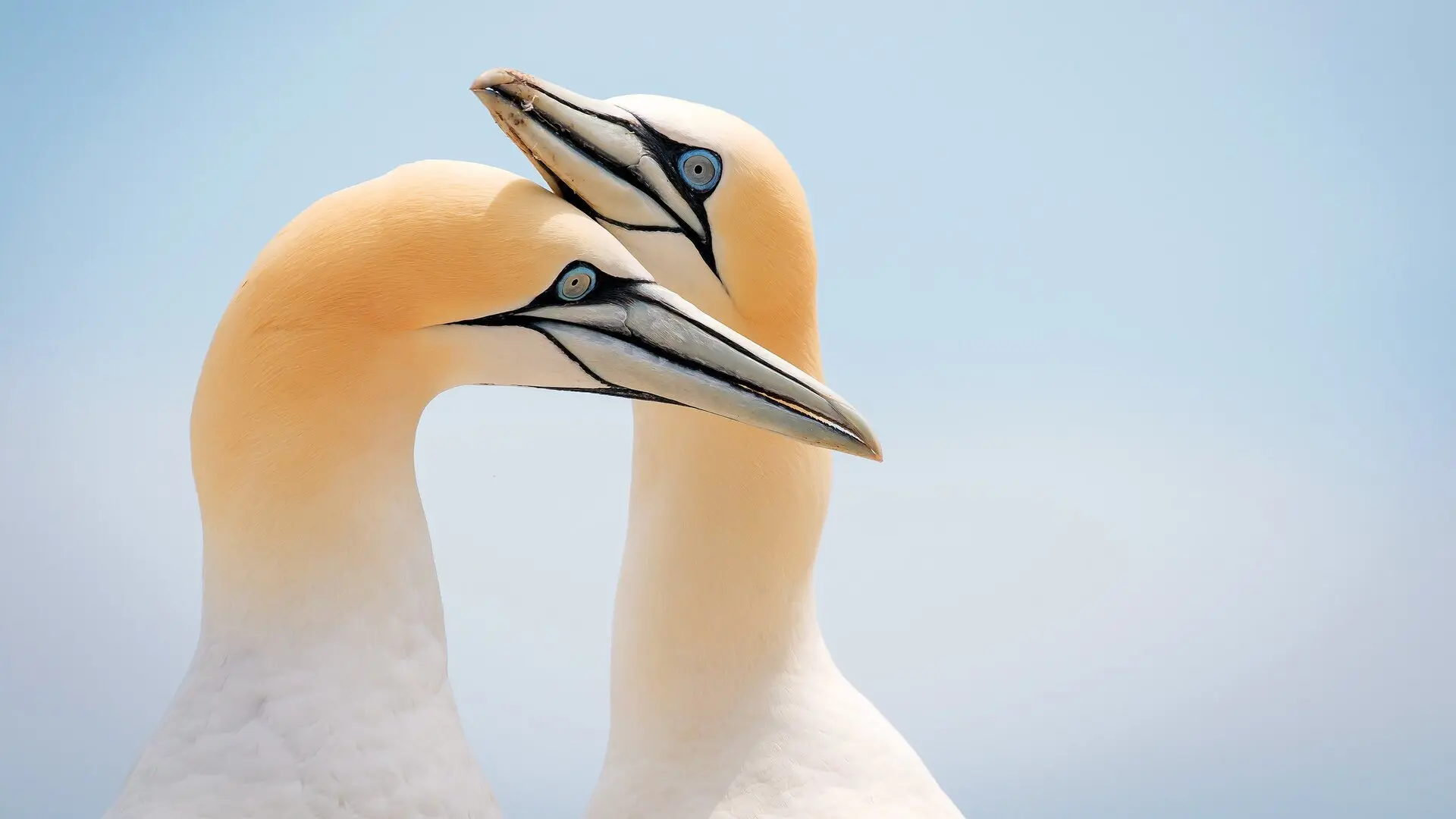 Vögel