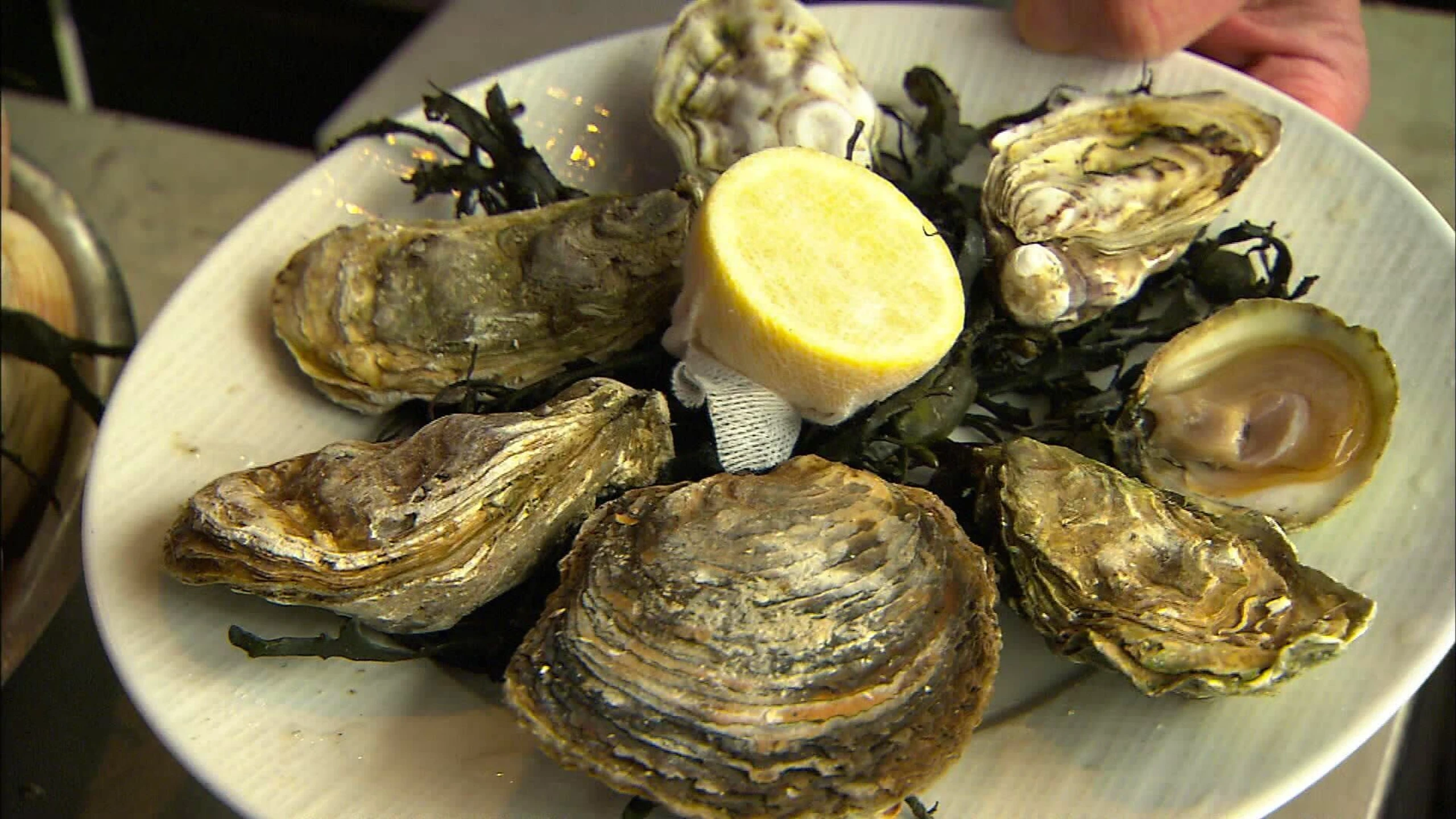 Austern & Co. - Harte Schale, weicher Kern