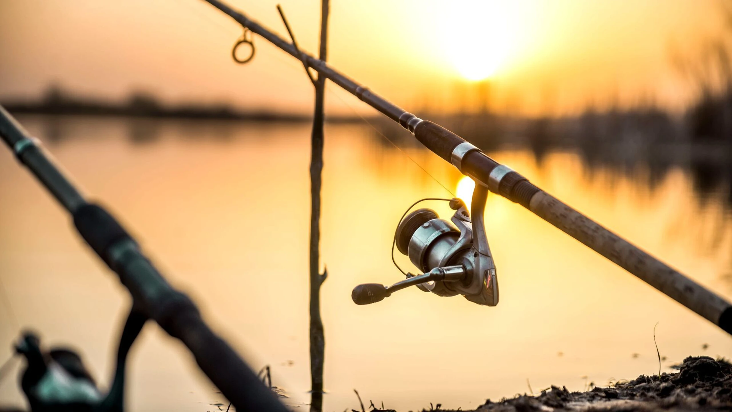 Giganten unter Wasser - Riesenfischen auf der Spur