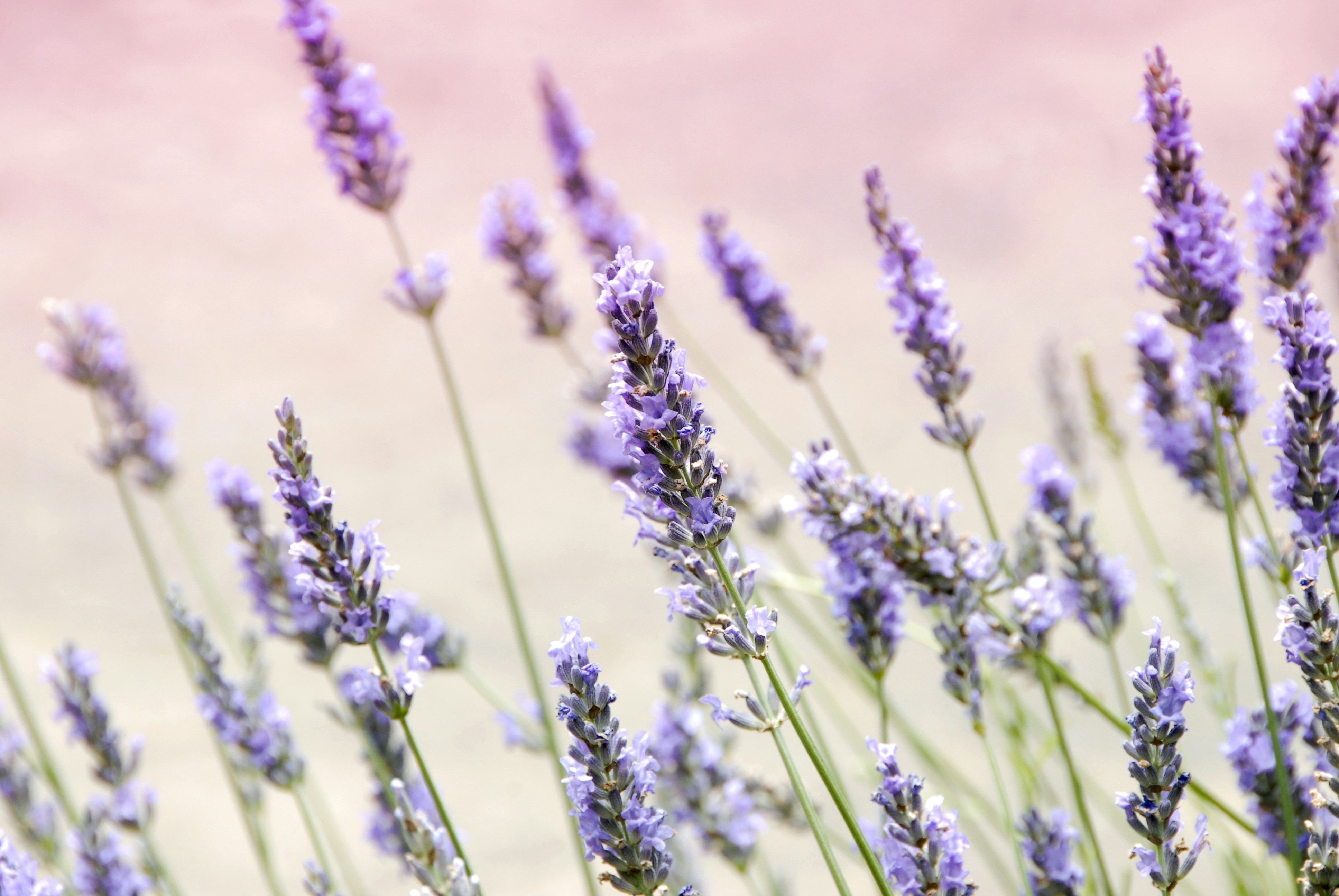 Lavendel