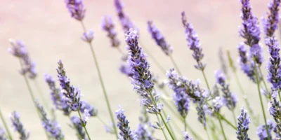 Duftende Kreationen à la Provence