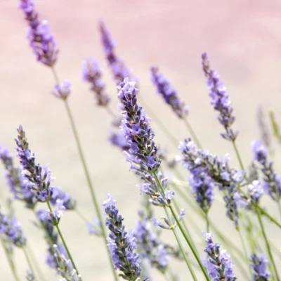Duftende Kreationen à la Provence