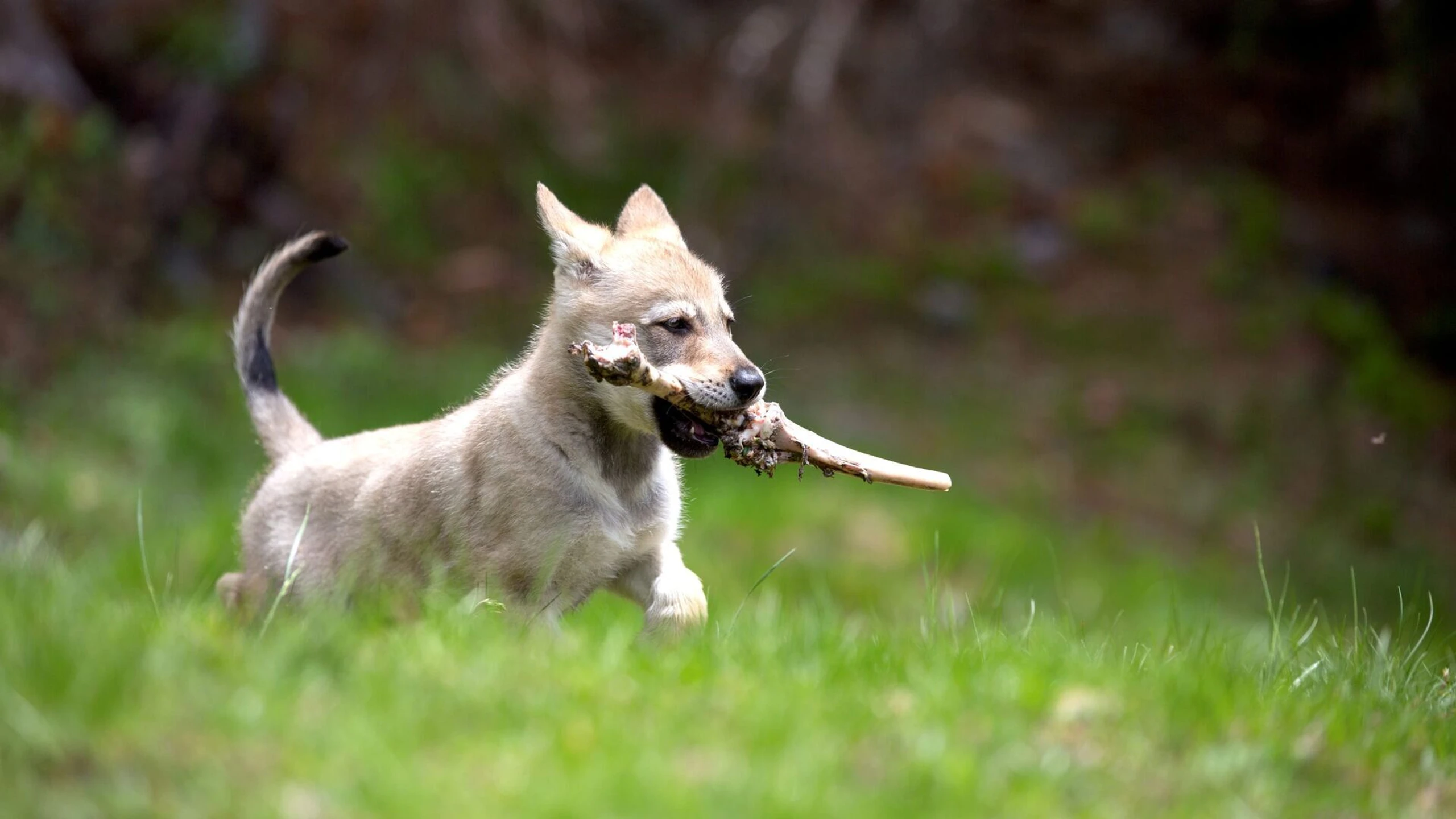 Gipfelstürmer - Europas alpine Wildnis