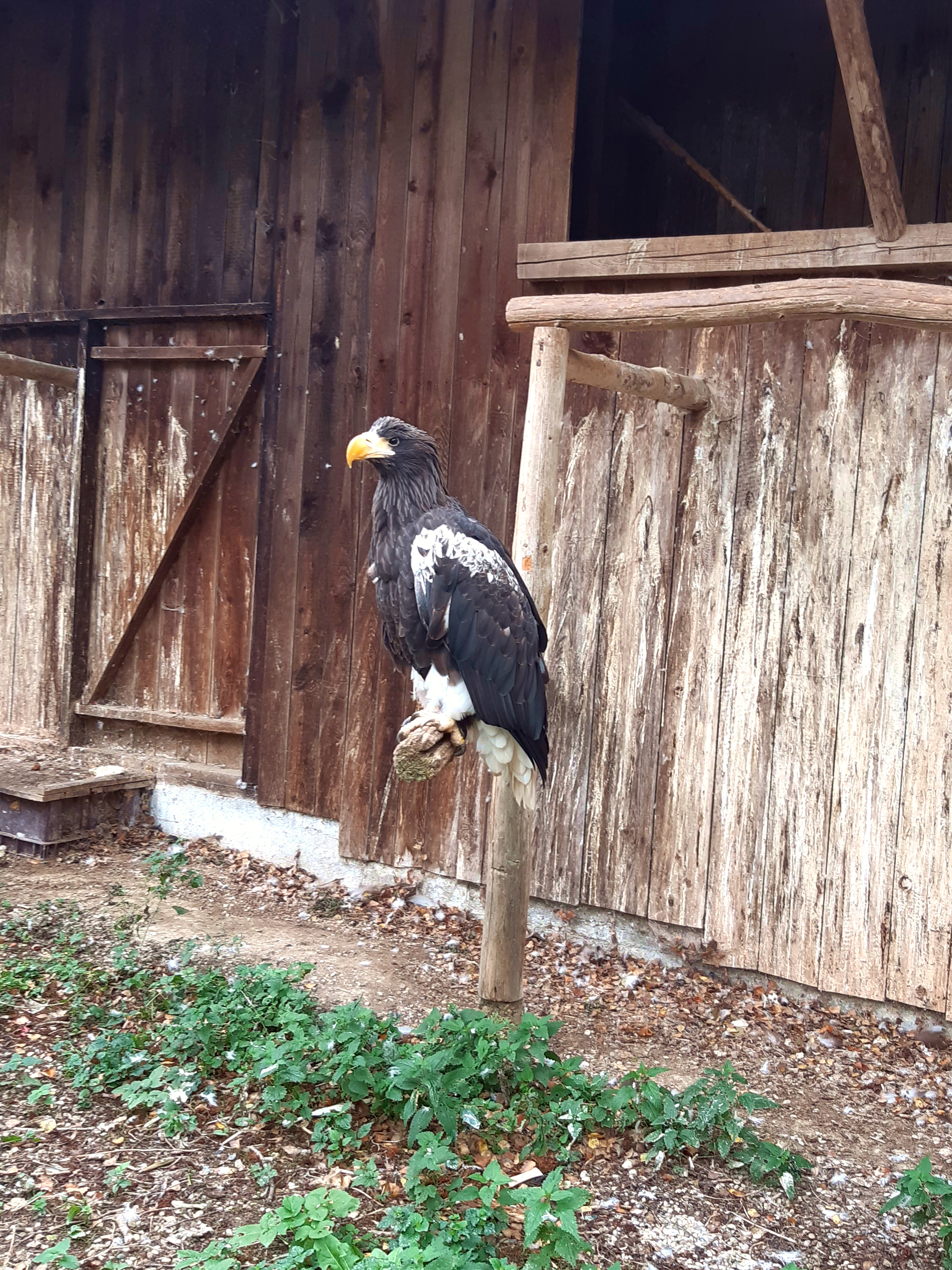 Greifvogel