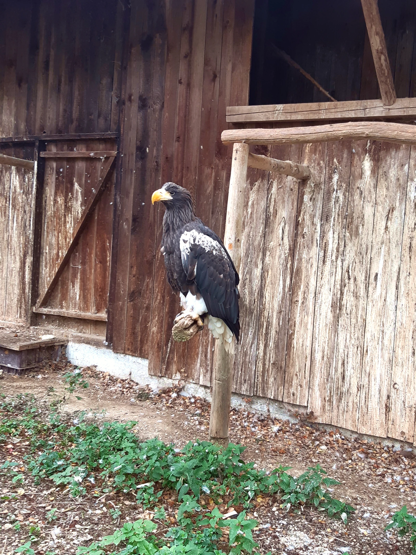 Greifvogel