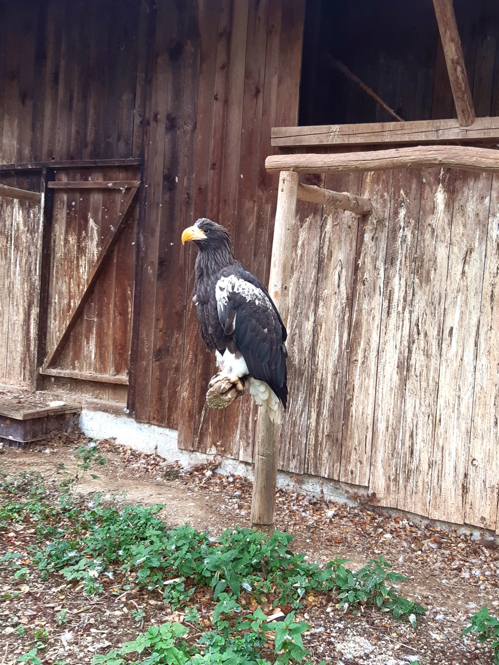 Greifvogel