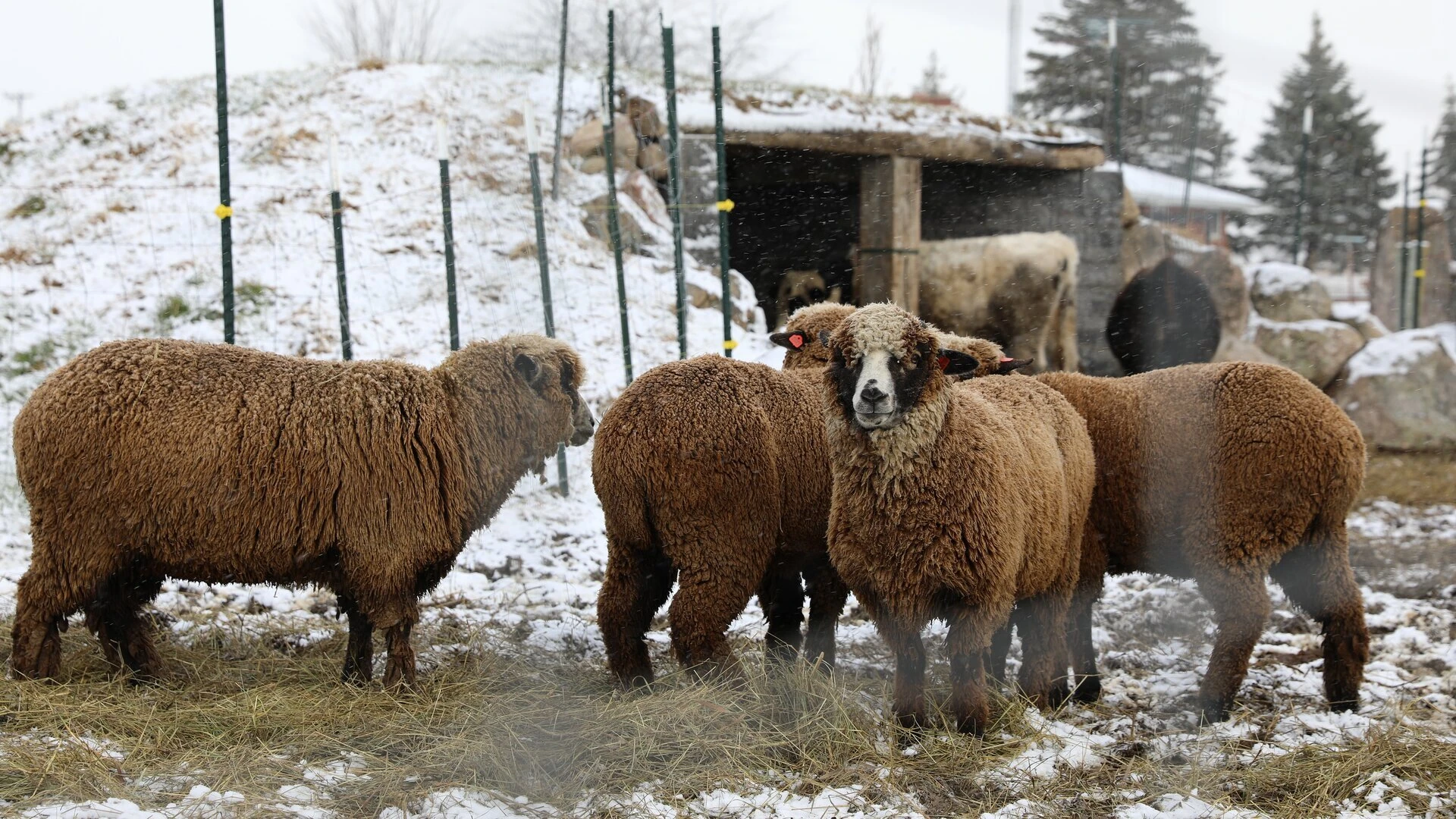 Die unglaubliche Pol-Farm