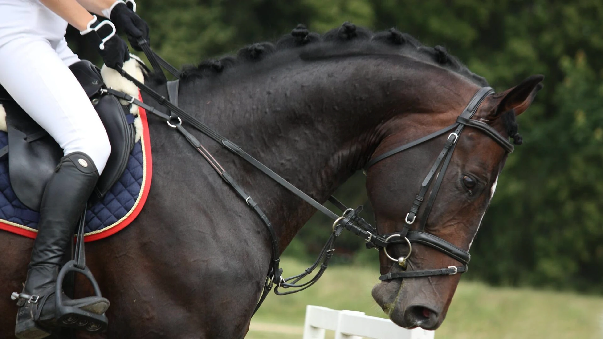 Springreiten: Weltcup