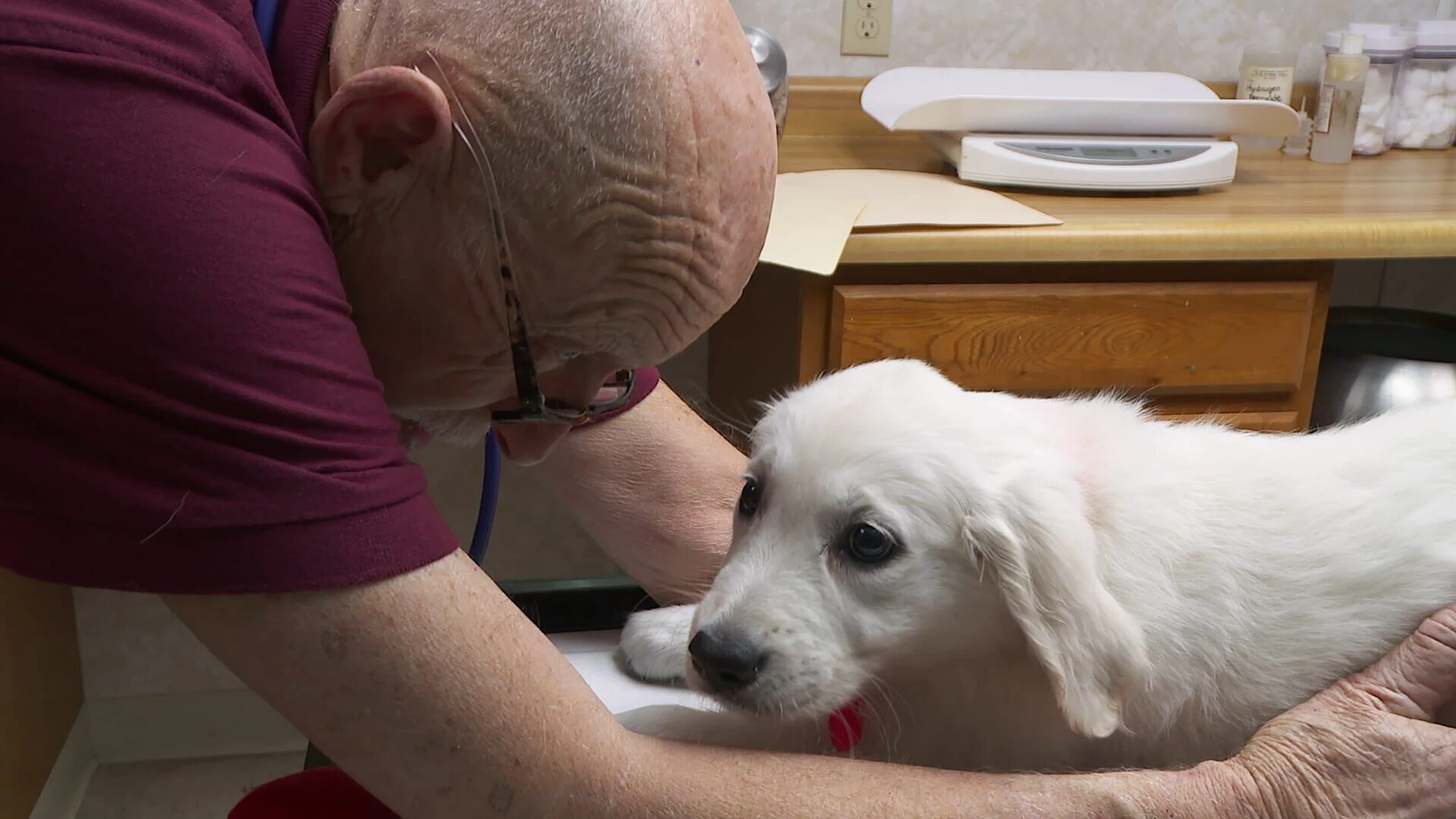 Der unglaubliche Dr. Pol