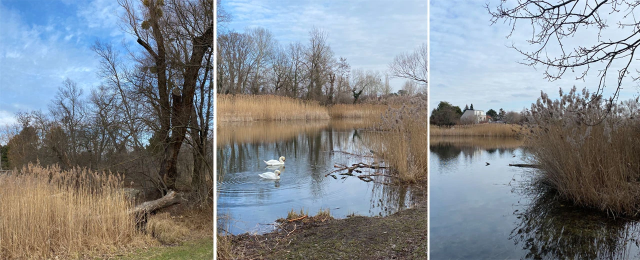 Triptychon eines winterlichen Teiches mit zwei Schwänen, Schilf und kahlen Bäumen.  Bearbeitet mit Adobe Photoshop CS6.