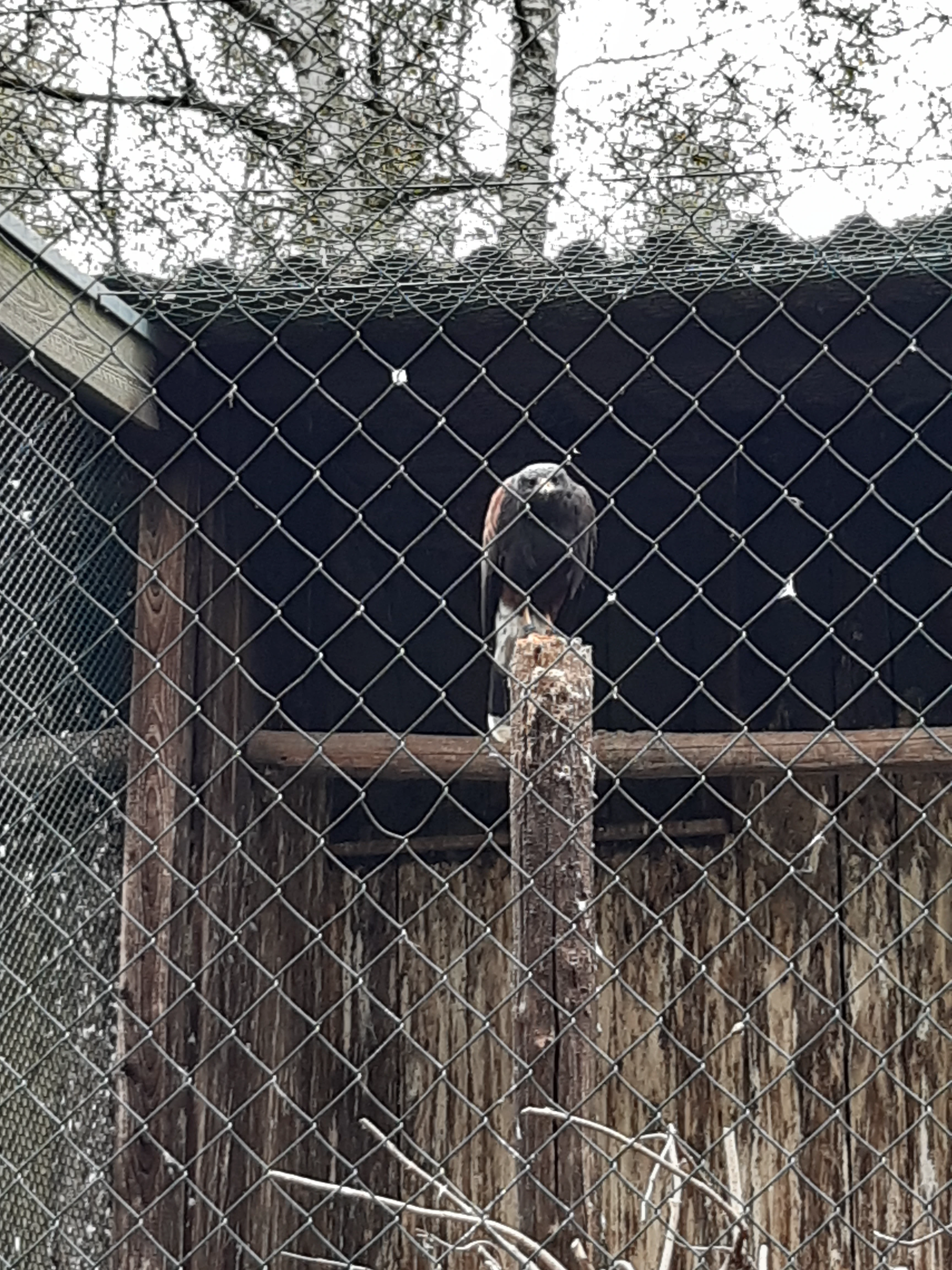 Greifvogel