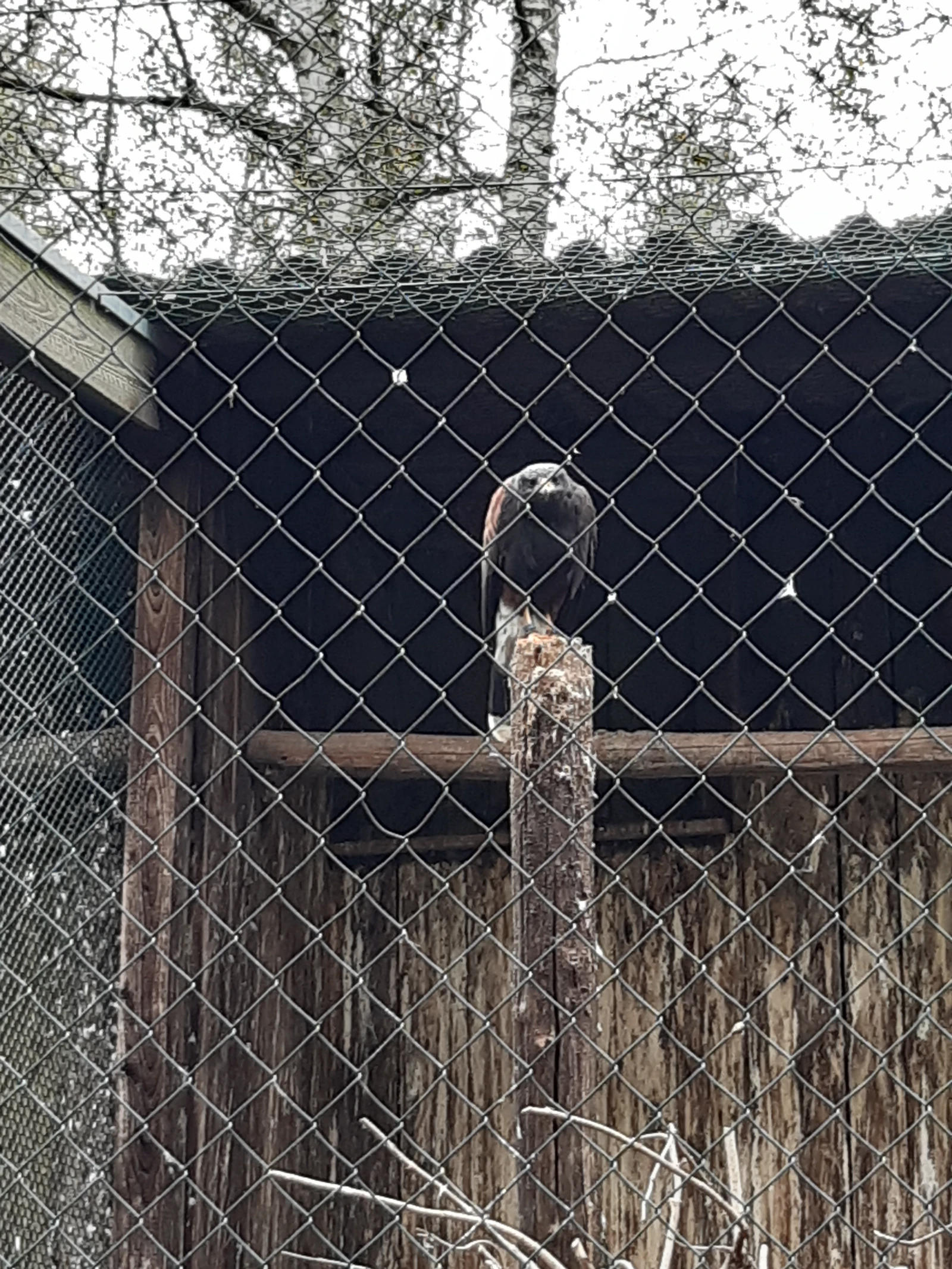 Greifvogel