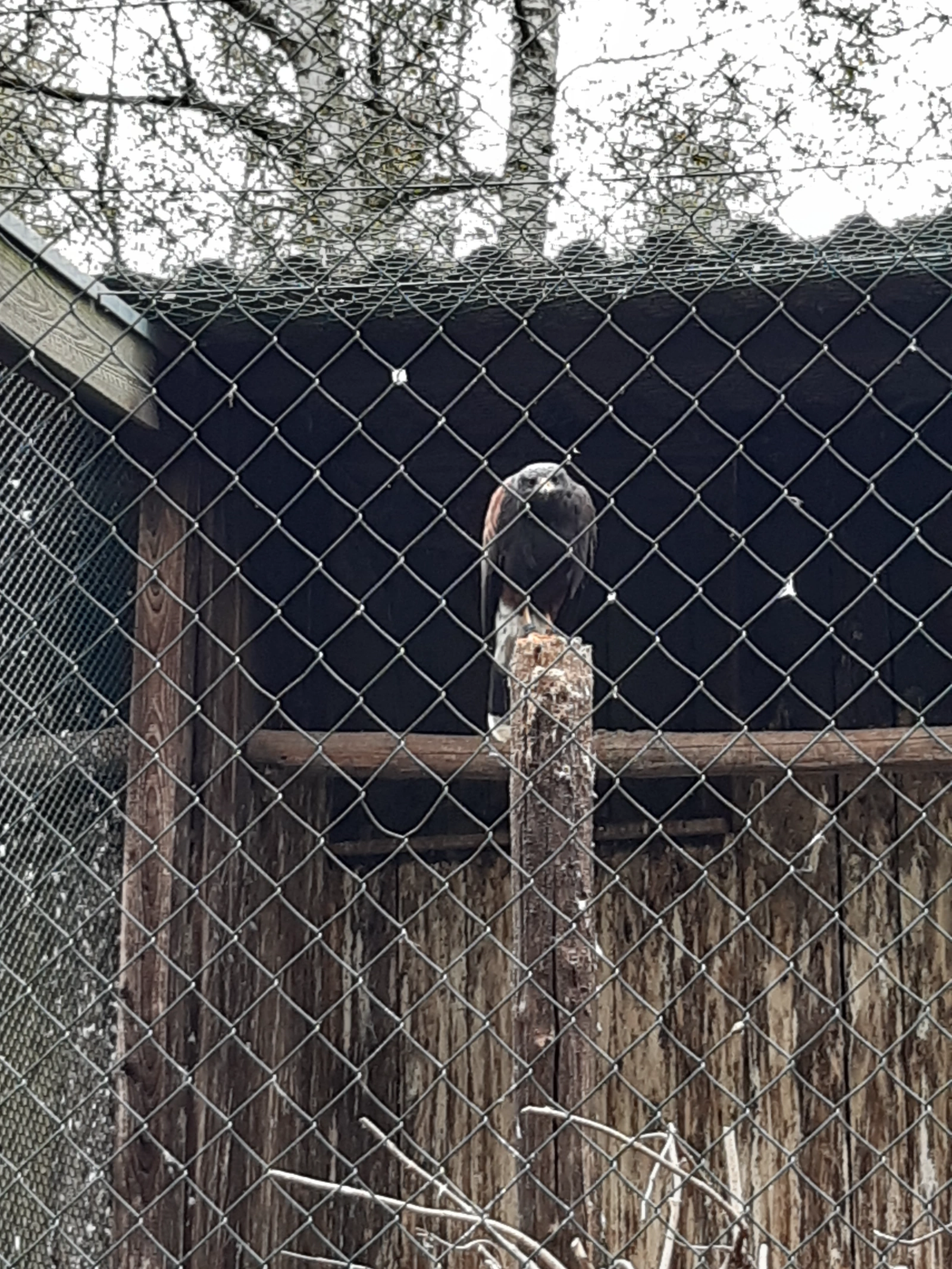Greifvogel