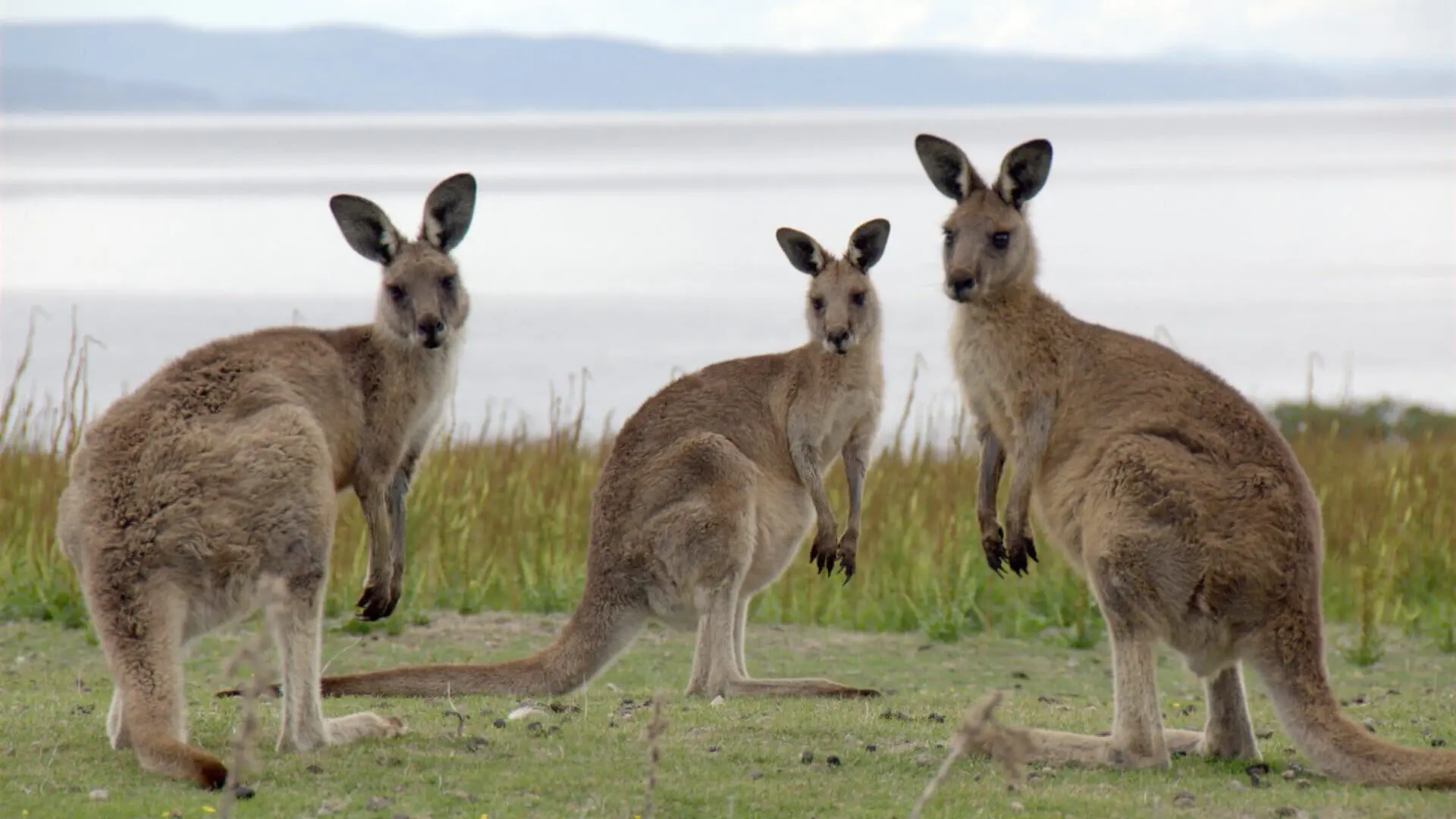 Tasmanien - Insel am Ende der Welt