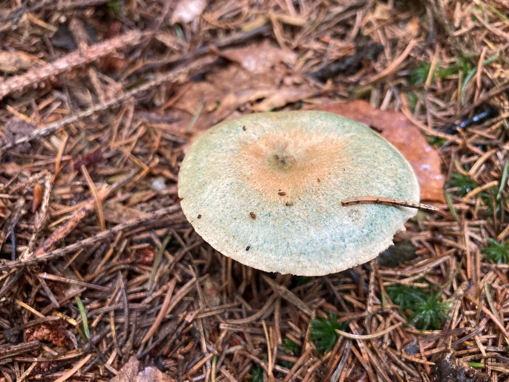Pilz - Edel Reizger