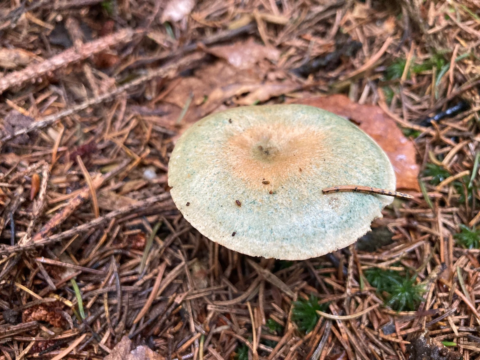 Pilz - Edel Reizger