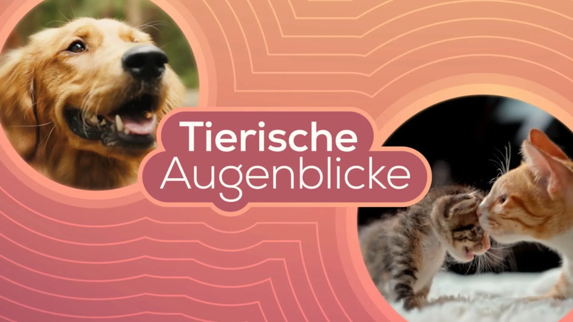 Tierische Augenblicke