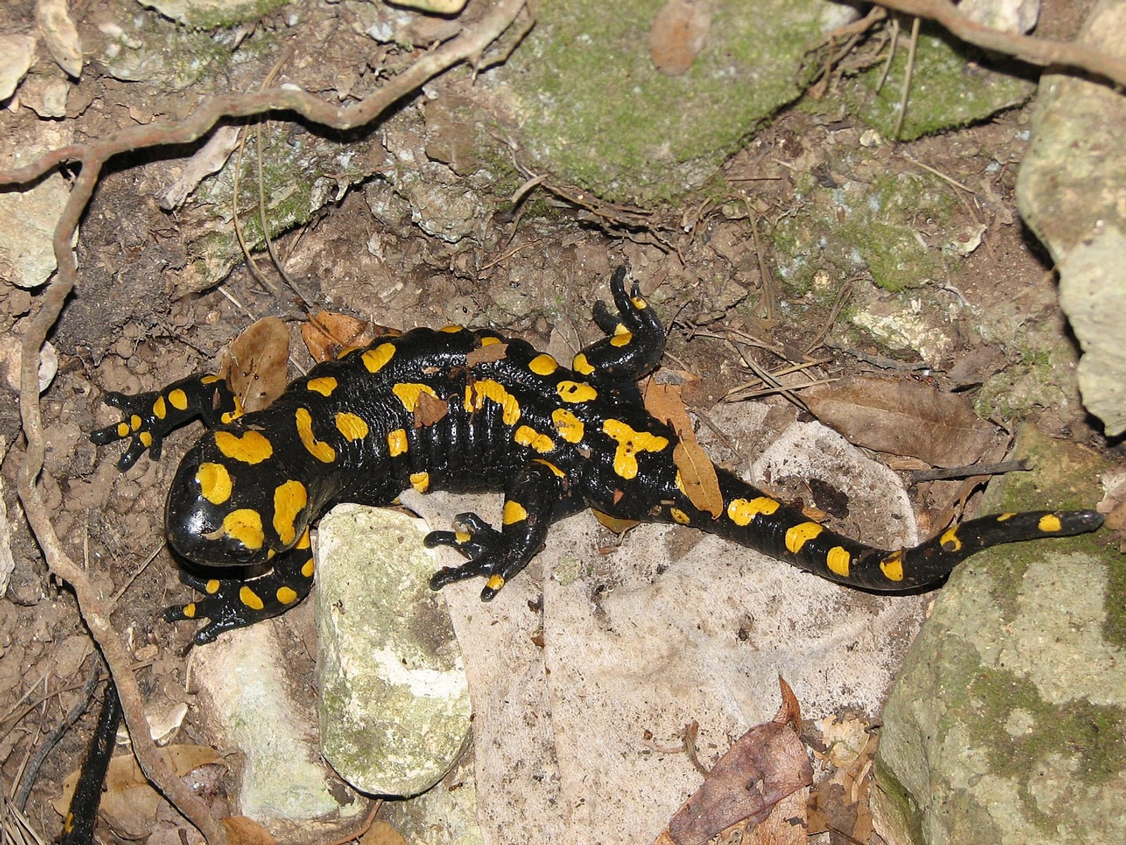 Feuersalamander